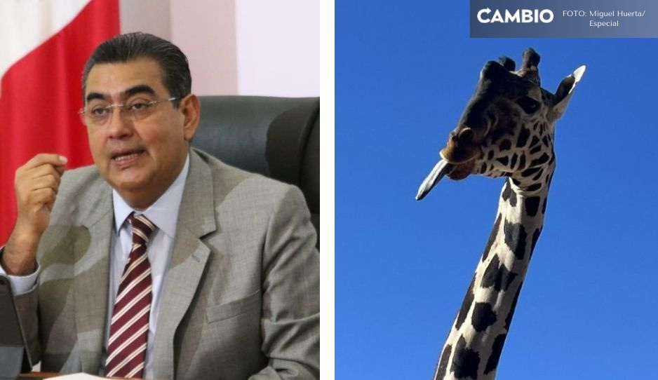La jirafa Benito ya es poblana... solo falta que Profepa lo autorice: Sergio Salomón (VIDEO)