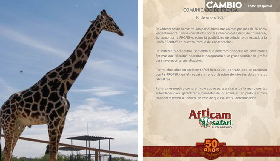¡Aquí lo esperamos! Africam Safari está en comunicación con la Profepa para rescatar a Benito