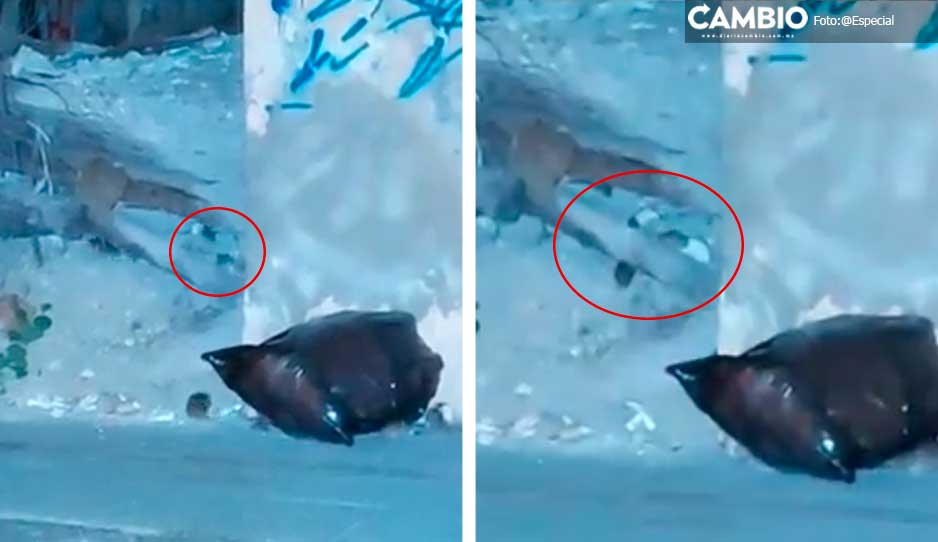 VIDEO: Casona abandonada se convierte en verdadero nido de ratas en el Paseo Bravo