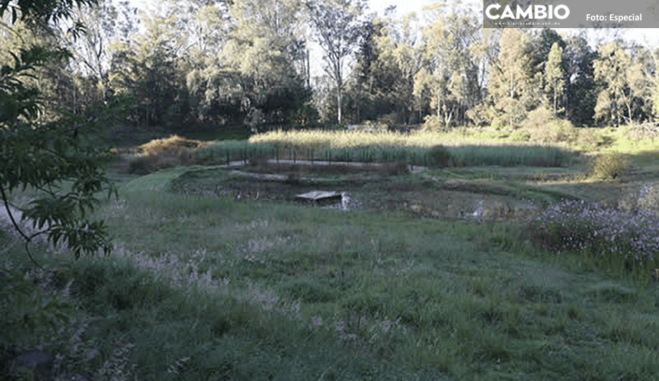 Plagas infectan árboles del Parque del Ajolote a una semana de su inauguración