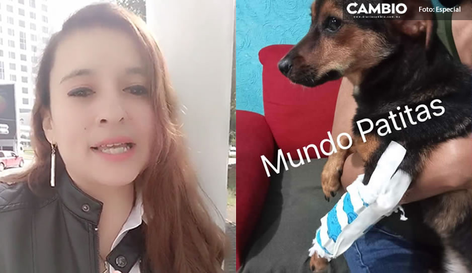 `¡No se dejen engañar!´ Fundación Patitas Enlodadas desmiente que esté lucrando con perrita Enedina (VIDEO)