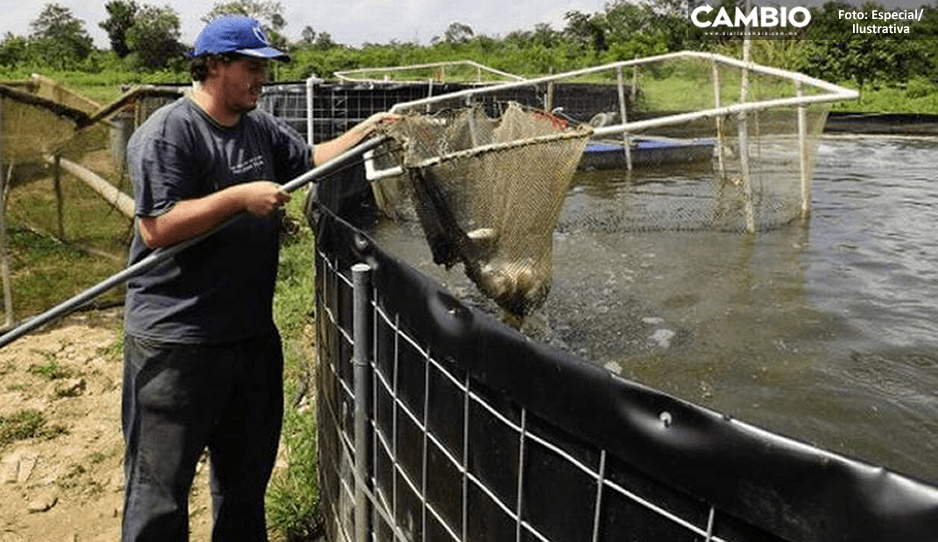 ¿Quieres 7 mil 500 pesos? Checa los requisitos para recibir el apoyo de Bienpesca