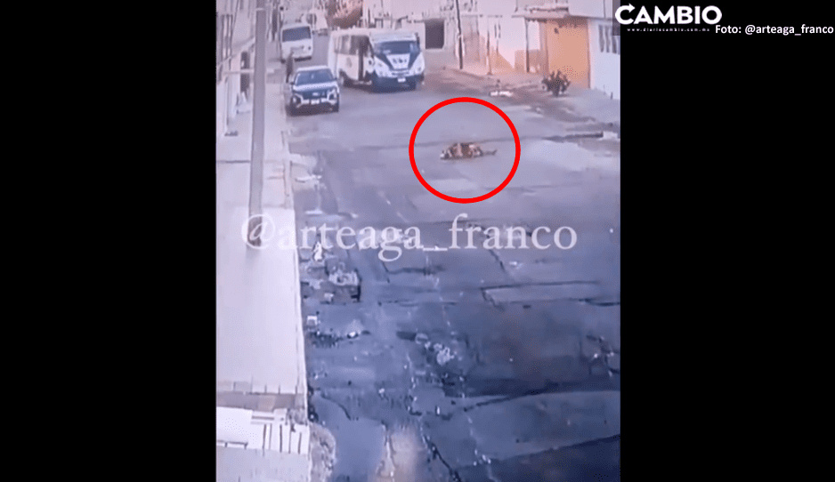 VIDEO: Chofer despiadado de la ruta 14A atropella intencionalmente a perrito en La Loma
