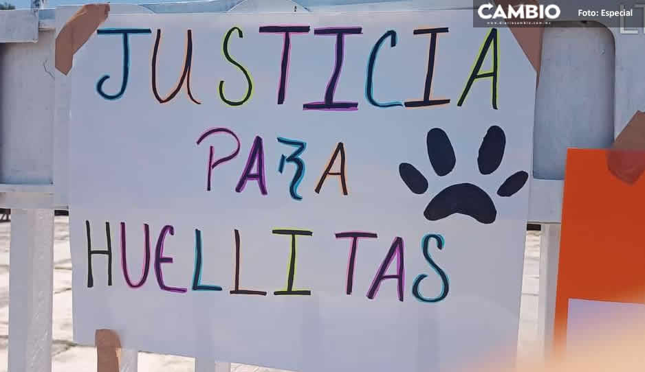 Exigen justicia para el perrito Huellitas, asesinado por alumna del CBTIS en Huauchinango