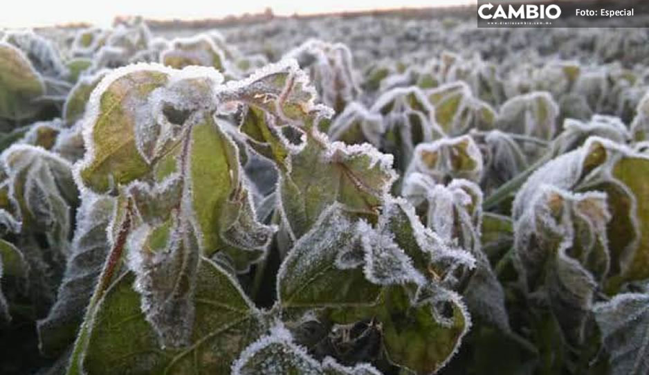 ¡A seguir abrigándose! Prevalecerán bajas temperaturas en Puebla: SEGOB