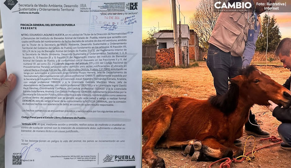 ¡Justicia! Confirma Sergio Salomón denuncia vs dueño de la yegua Mila