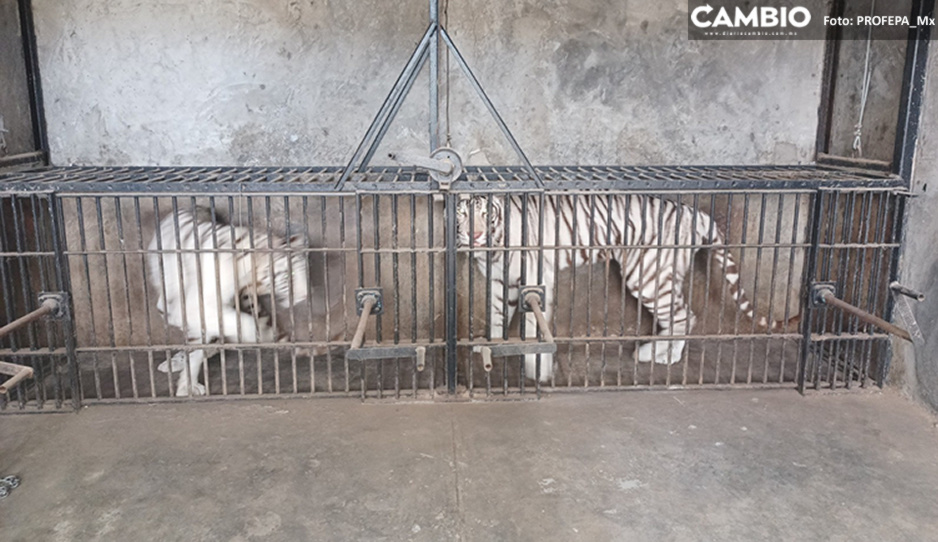 Profepa decomisa tigres, leones, mapaches y una aguililla en Chapulco