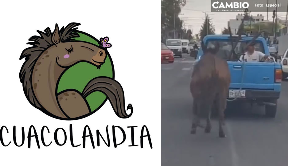 ¡Se hizo justicia! Cuacolandia rescata a mula que fue arrastrada por camioneta en San Andrés Cholula 