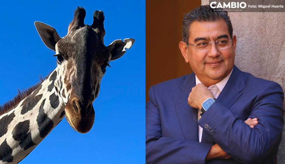 Las condiciones en Africam Safari son increíbles: Sergio Salomón sobre llegada de &quot;Benito&quot; (VIDEO)