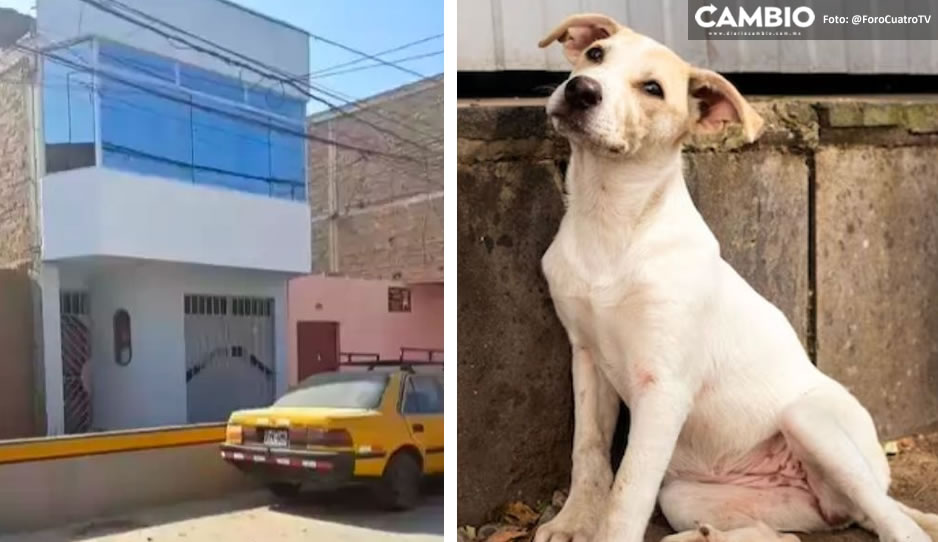 Lomito se convierte en héroe al apagar un explosivo... ¡Orinando la mecha!