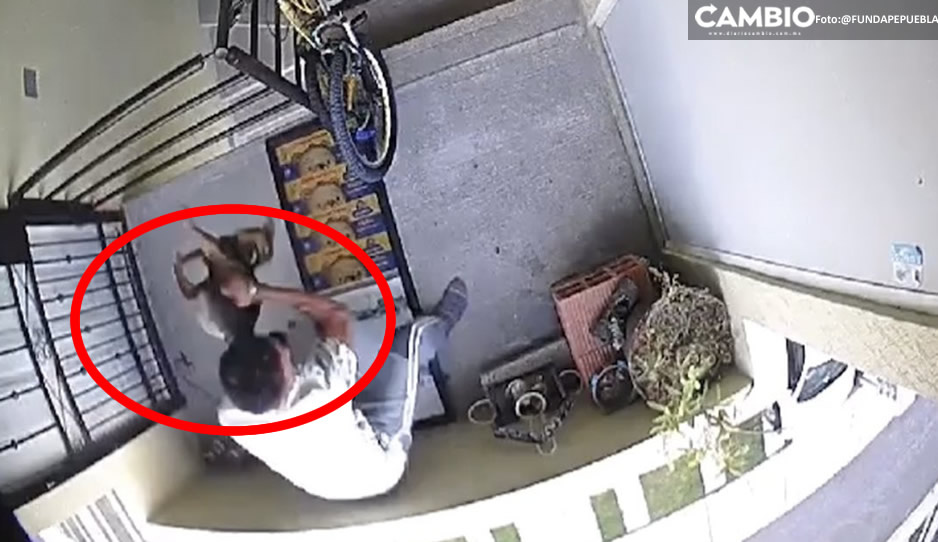 Obstaculizan MP de Huejotzingo la denuncia por violencia animal vs la perrita Enedina