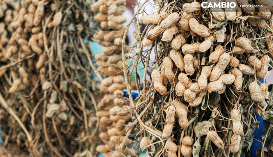 ¡No te la pierdas! Anuncian la Feria del cacahuate en Tlapanalá