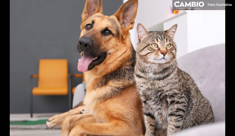 Entregarán actas de nacimiento para perros y gatos en San Pedro Cholula