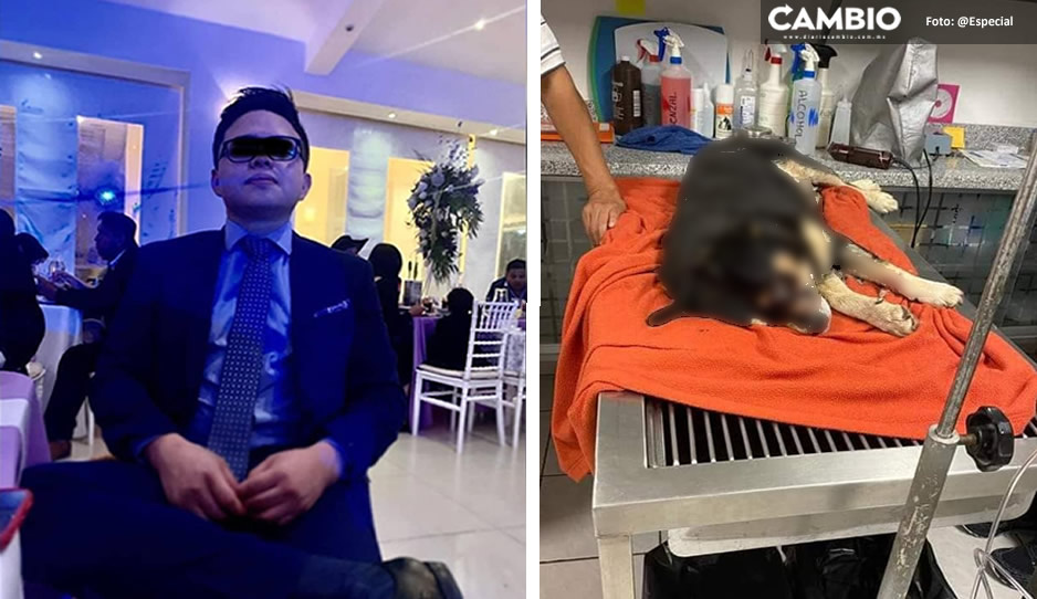 Exigen que cruel conductor que atropelló perritos en Cuautlancingo se entregue a autoridades