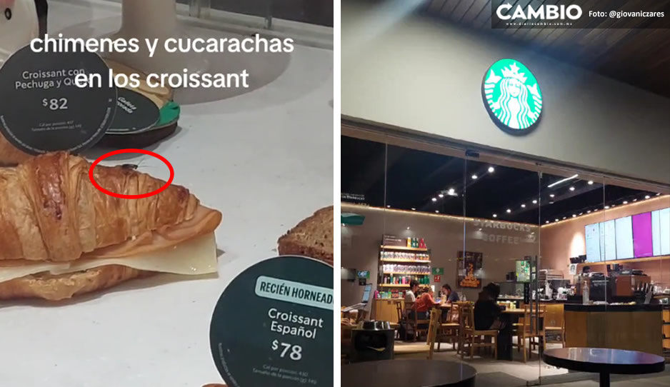 VIDEO: ¡Insectos finos! Encuentran cucaracha en croissant de Starbucks