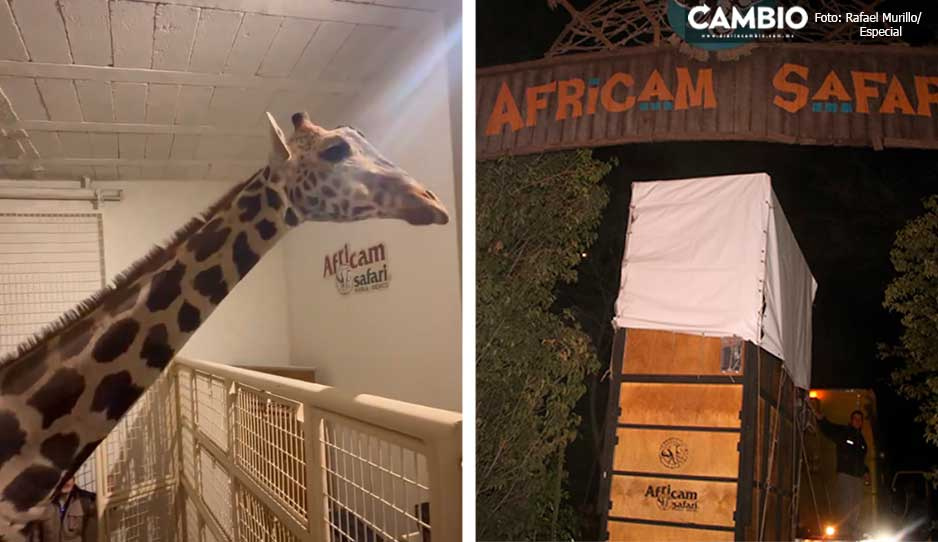 Recibe a Benito manada de 7 jirafas en Africam; poblanos podrían ir a verlo el fin de semana (VIDEO)