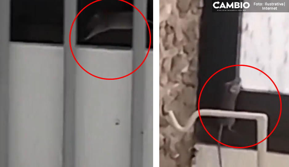 ¡Perro asco! Exhiben plaga de ratas en IMSS de La Margarita (VIDEO)