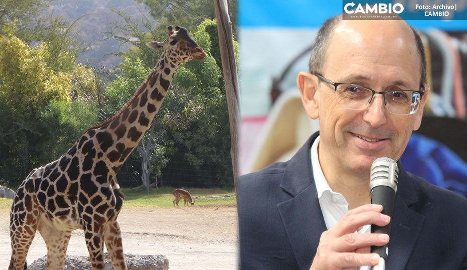 ¡Gracias, Benito! Su llegada aumentó el turismo en Puebla, reconoce Alejandro Cañedo