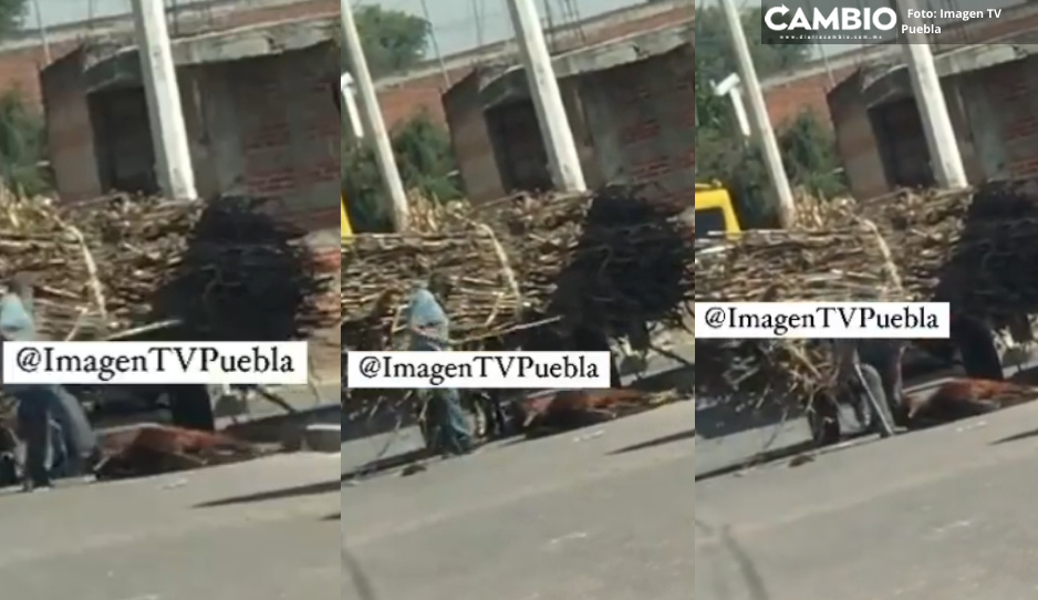 ¡Indignante! Exhiben en VIDEO a desalmado golpeando y pateando a su caballo en Coronango