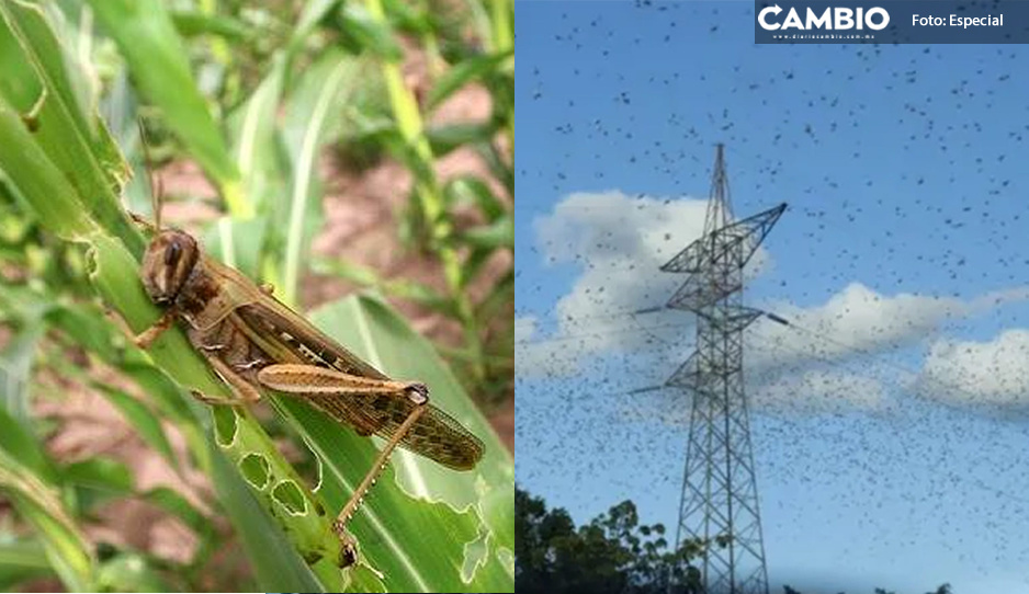 ¿¡El fin del mundo!? Captan volando a miles de langostas sobre Mérida (VIDEO)
