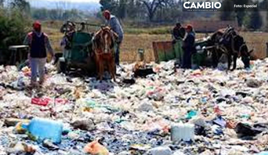 Carretoneros ‘Ave Fénix’ desconocen proyecto de Norma Layón para retirar caballos