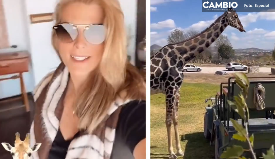 Montserrat Oliver viaja a Africam Safari para conocer a Benito y éste ni la topa (VIDEO)