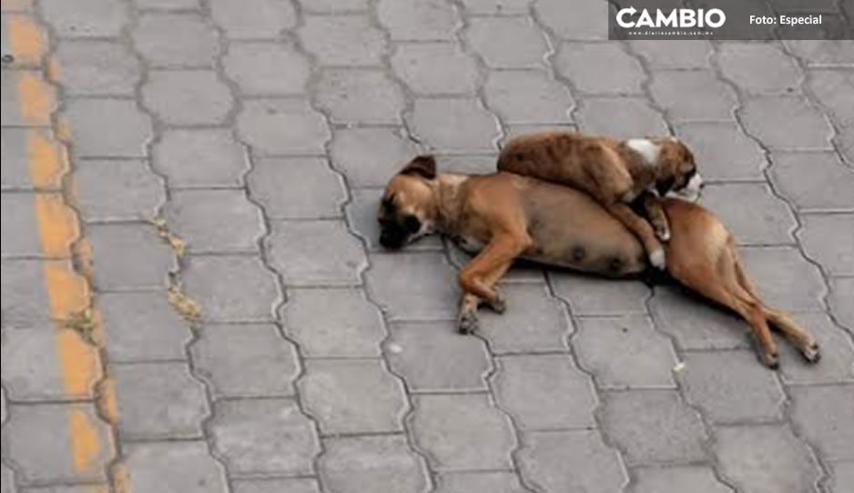 IMÁGENES SENSIBLES: Envenenan y matan a 7 perros en Tehuacán; vecinos exigen investigar el caso