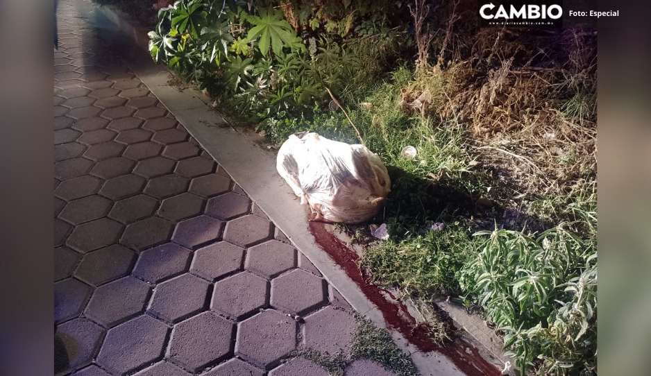 Bolsa con restos de perro provoca intensa movilización policiaca en San Sebastián