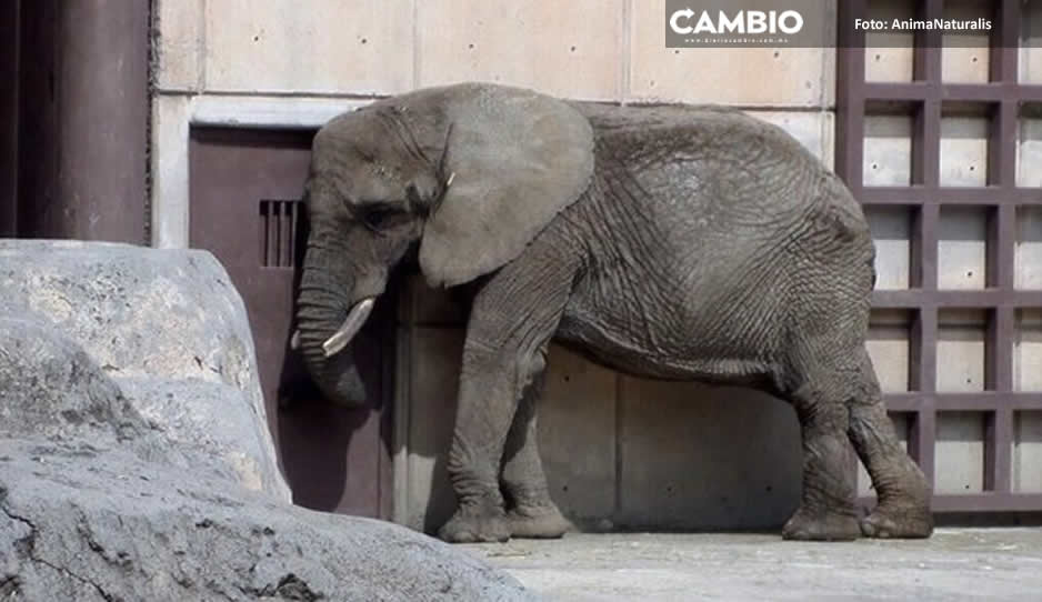 ¡Sí se puede! Tras rescate de Benito, ahora van por la elefanta Ely del zoológico de CDMX
