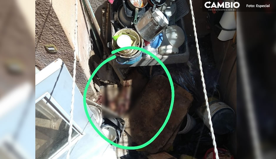 ¡Terrible! Captan en FOTO a perros comiéndose entre ellos en Los Héroes