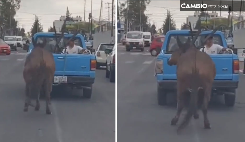 FUERTE VIDEO: Caballo es amarrado y arrastrado por una camioneta en San Andrés Cholula