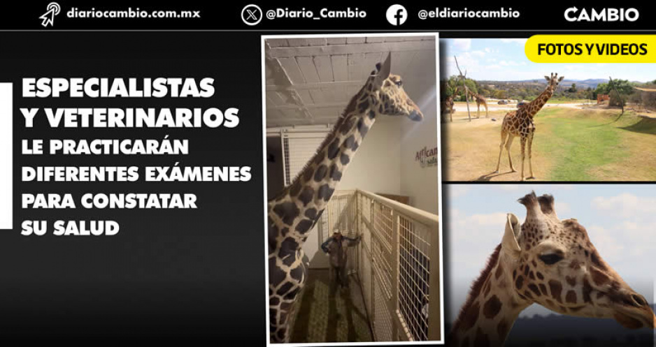 ‘Benito’ podrá unirse a la manda de 7 jirafas este sábado y ya ser presentado en sociedad como parte de Africam Safari