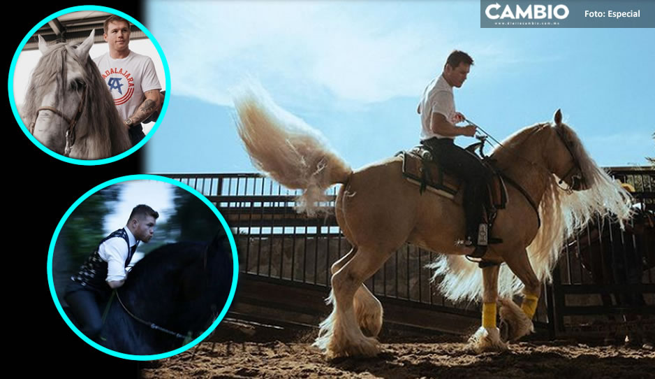 Son preciosos; Los caballos ‘pura sangre’ que tiene el &#039;Canelo&#039; en su rancho de Jalisco