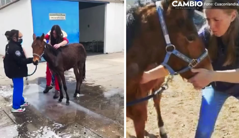 ¡Fuerza Mila! Yegua maltratada en Coronango comienza a recuperarse: Cuacolandia (VIDEO)