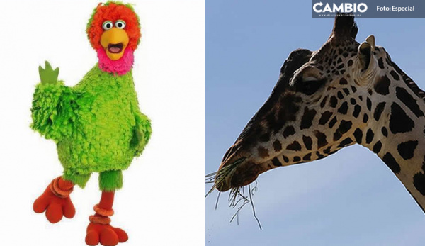 Abelardo de Plaza Sésamo desea conocer Benito y recibe invitación a Africam Safari