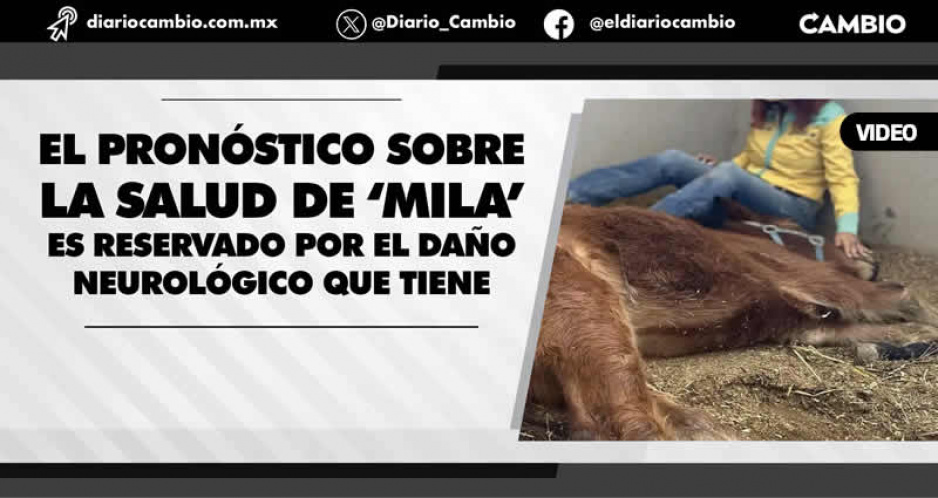 El de Mila, primer caso denunciado por maltrato animal vs un caballo en Puebla