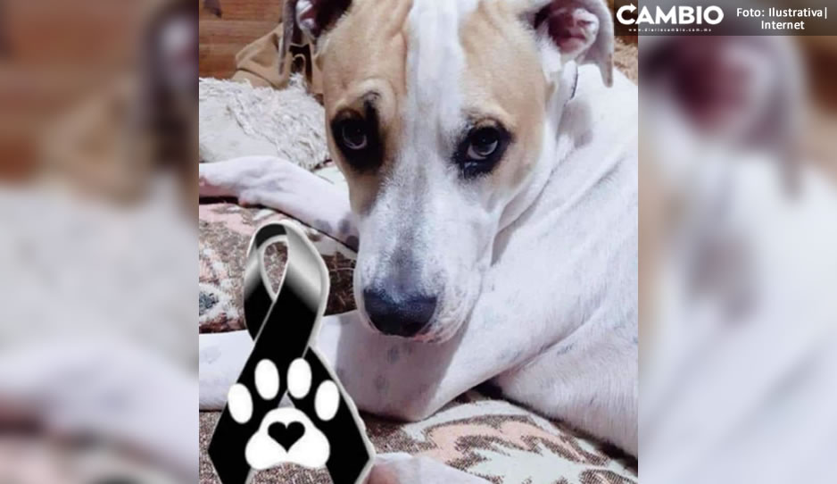¡Murió como un héroe! Balean a perrito Coffy tras defender a sus dueños durante un asalto