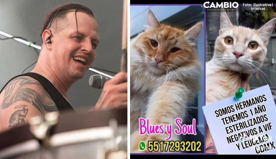Rescatista asegura que Randy de ‘Molotov’ es un mal adoptante: Regresó dos gatos (VIDEO)