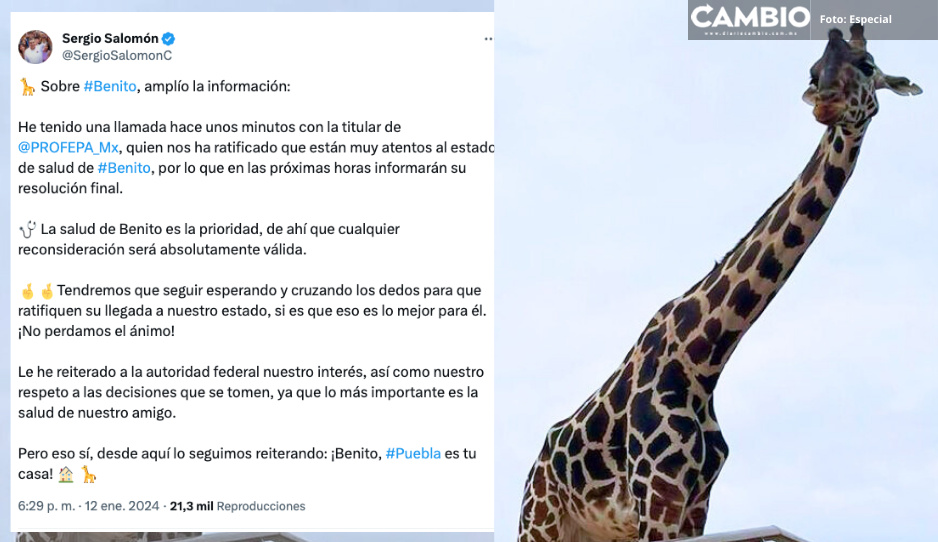 ¡A seguir cruzando los dedos! Profepa resolverá traslado de Benito a Puebla: Sergio Salomón