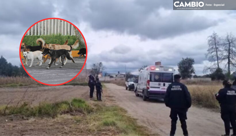 Feroz jauría de perros ataca a hombre y le devora un brazo en Tlaxcala