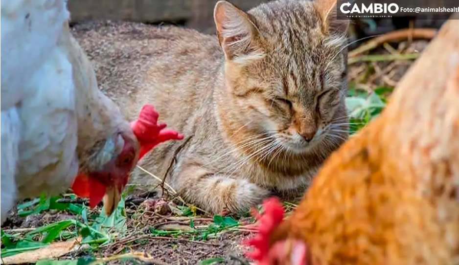 Alerta OMS por creciente número de contagios de gripe aviar en gatos