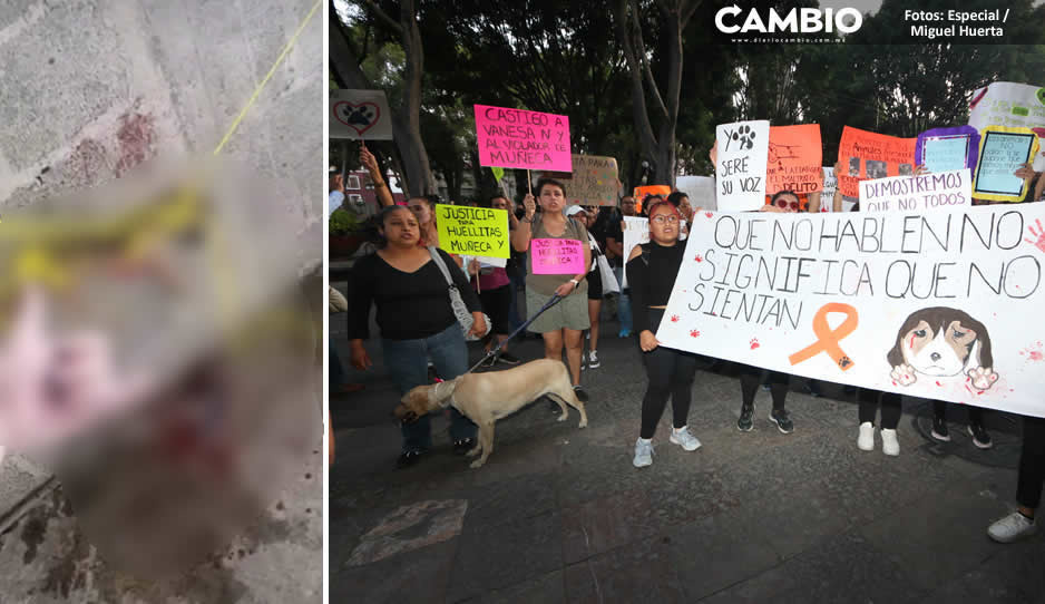Maltrato animal en Puebla va en aumento: 130 casos en 2023; la mitad en la capital (IMÁGENES SENSIBLES Y VIDEO)