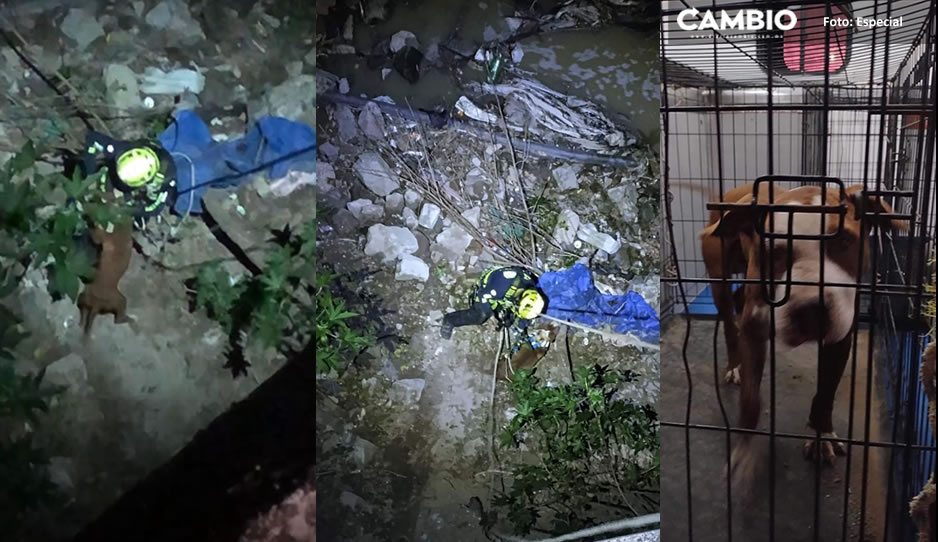 Desnutrido y deshidratado, rescatan a lomito del fondo de una barranca en la Rivera Anaya (VIDEO)