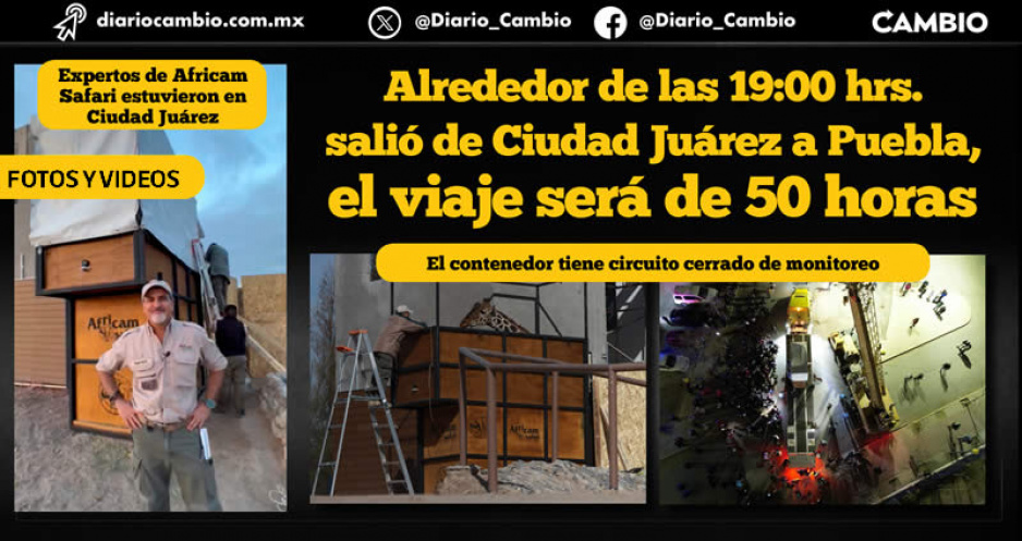Se acabó el sufrimiento: Benito inició su viaje a Africam Safari y se prevé que llegue el martes