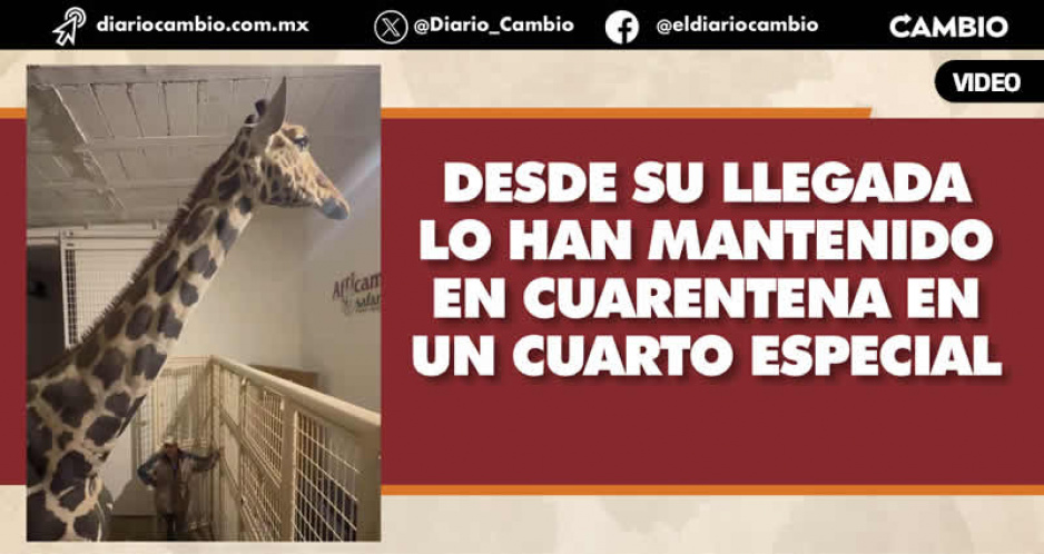 ¡Por fin! Benito se reunirá con el resto de la manada de jirafas de Africam Safari este sábado