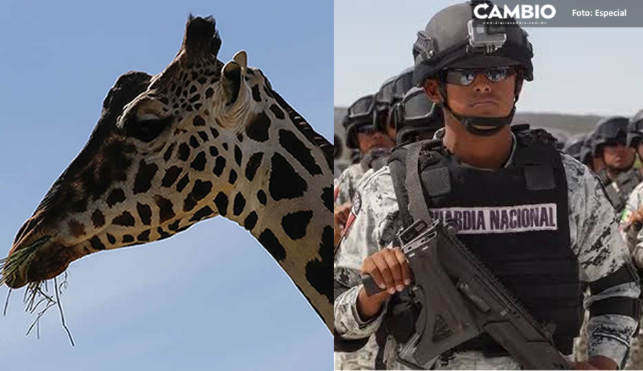 Guardia Nacional protegerá a Benito en su traslado de Chihuahua a Africam Safari