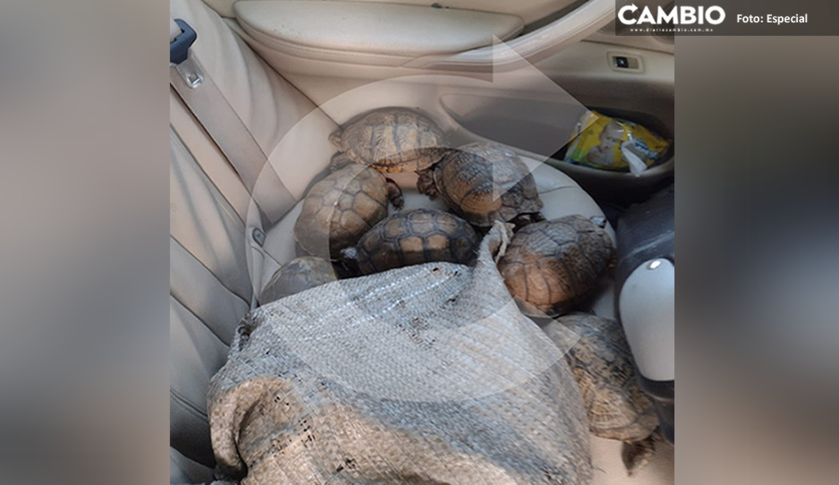 Detienen camioneta con más de 400 tortugas tras choque en la Amozoc-Perote