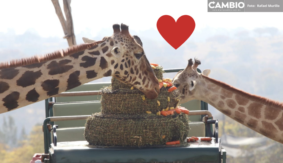 ¡Viva el amor! Benito encuentra a su media naranja en Africam Safari