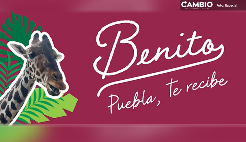 ¡Benito, Puebla te recibe! Sergio Salomón pide a Profepa trasladar a la jirafa a Africam Safari