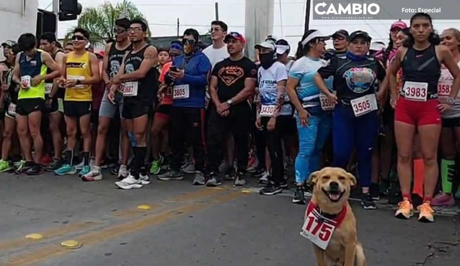 Chicles, el perrito maratonista de Tijuana, se convierte en sensación nacional